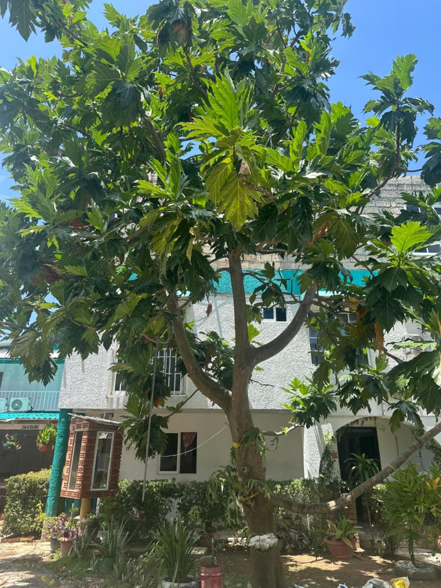 Hosteria Cattleya San Andrés Exterior foto